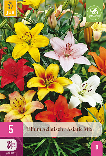 X 5 LILIUM AZIATISCH MIX VJ