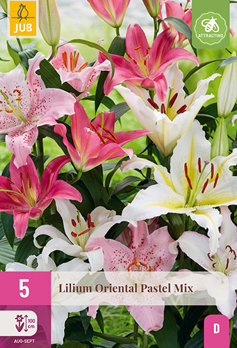 X 5 LILIUM ORIENTAL PASTEL MIX