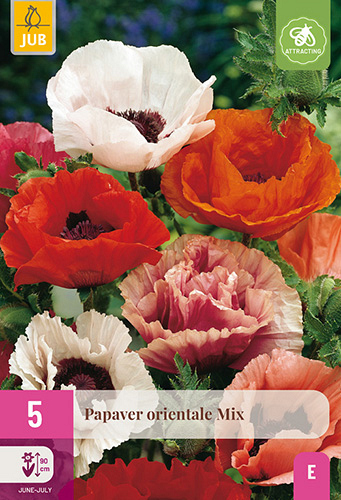 X 5 PAPAVER ORIENTALE MIX