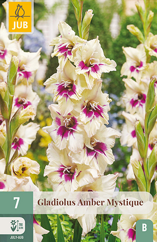 X   7 GLADIOLUS AMBER MYSTIQUE