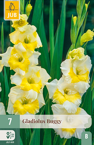 X   7 GLADIOLUS BUGGY