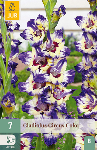 X   7 GLADIOLUS CIRCUS COLOR