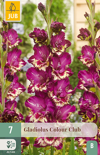 X   7 GLADIOLUS COLOUR CLUB