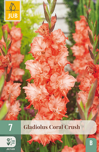 X   7 GLADIOLUS CORAL CRUSH