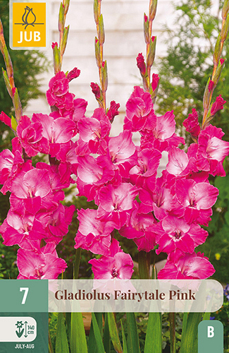 X   7 GLADIOLUS FAIRYTALE PINK