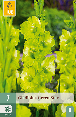 X   7 GLADIOLUS GREEN STAR