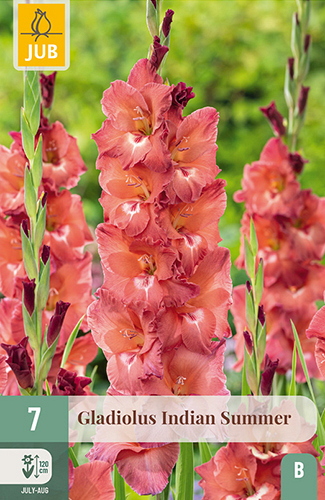 X   7 GLADIOLUS INDIAN SUMMER