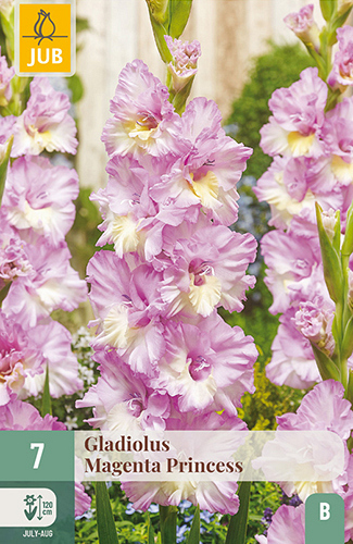 X   7 GLADIOLUS MAGENTA PRINCESS