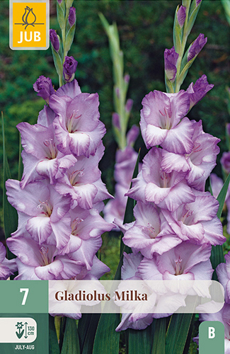 X   7 GLADIOLUS MILKA