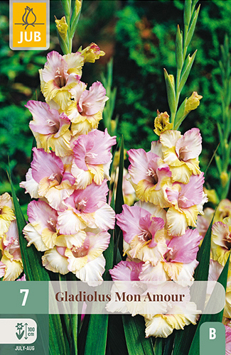 X   7 GLADIOLUS MON AMOUR