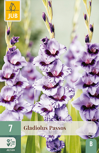X   7 GLADIOLUS PASSOS