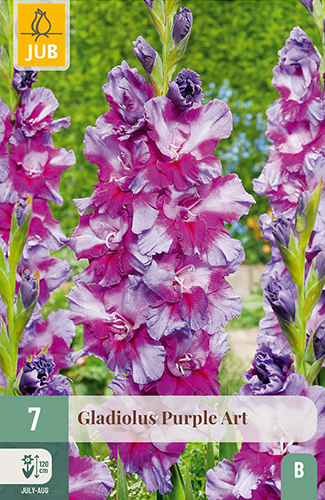 X   7 GLADIOLUS PURPLE ART