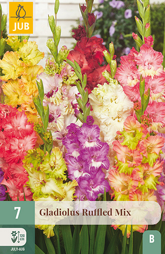 X   7 GLADIOLUS RUFFLED MIX