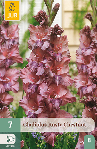 X   7 GLADIOLUS RUSTY CHESTNUT