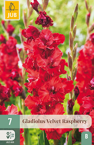 X   7 GLADIOLUS VELVET RASPBERRY