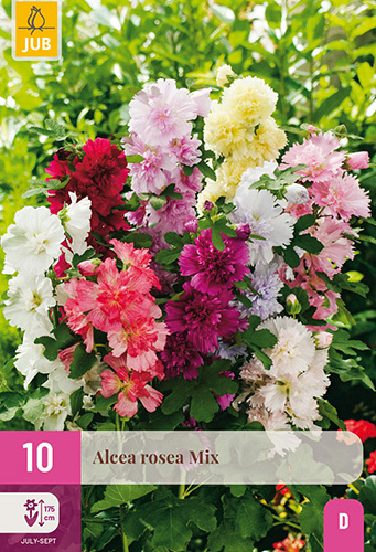X 10 ALCEA ROSEA MIX