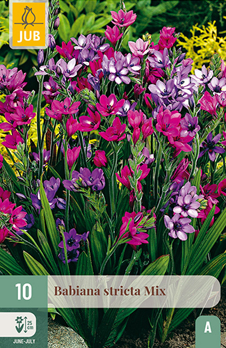 X 10 BABIANA STRICTA MIX