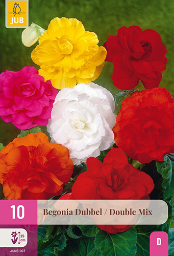 X 10 BEGONIA DOUBLE MIX