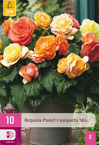 X 10 BEGONIA PASTEL COMPACTA MIX