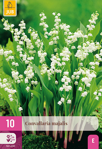 X 10 CONVALLARIA MAJALIS