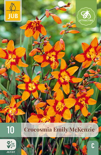 X 10 CROCOSMIA EMILY MCKENZIE