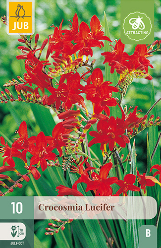 X 10 CROCOSMIA LUCIFER
