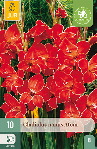 X 10 GLADIOLUS ATOM