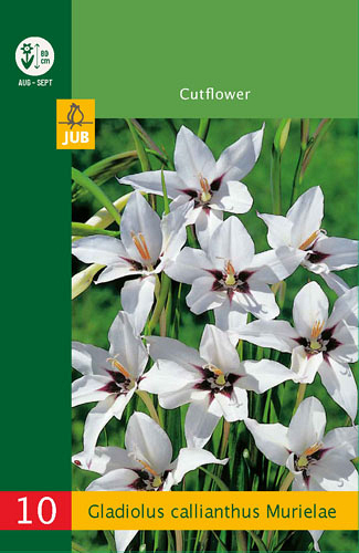 X 10 GLADIOLUS CALLIANTHUS MURIELAE