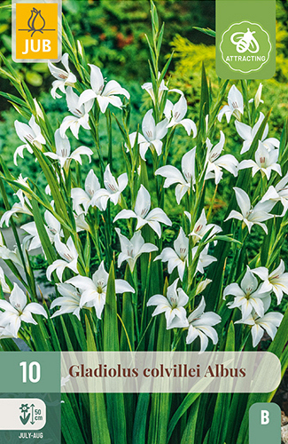 X 10 GLADIOLUS COLVILLEI ALBUS