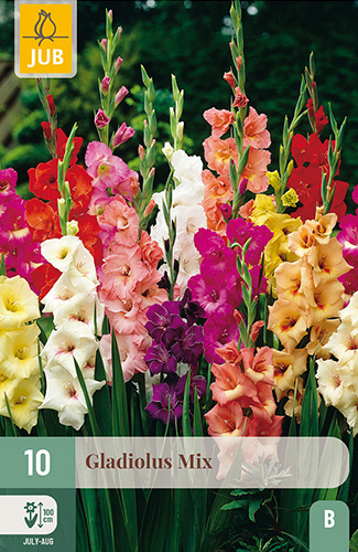 X 10 GLADIOLUS MIX