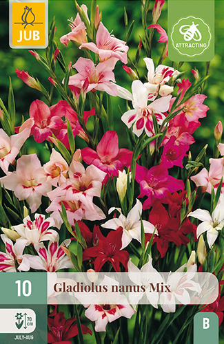 X 10 GLADIOLUS NANUS MIX