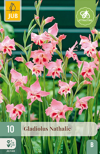 X 10 GLADIOLUS NATHALIE