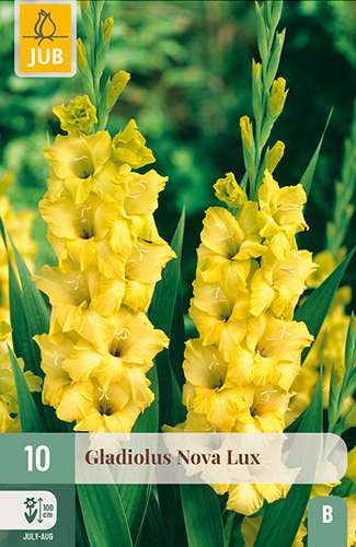 X 10 GLADIOLUS NOVA LUX