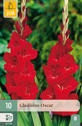 X 10 GLADIOLUS OSCAR