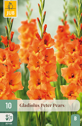 X 10 GLADIOLUS PETER PEARS
