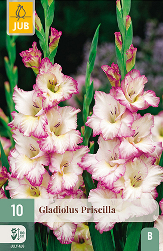 X 10 GLADIOLUS PRISCILLA