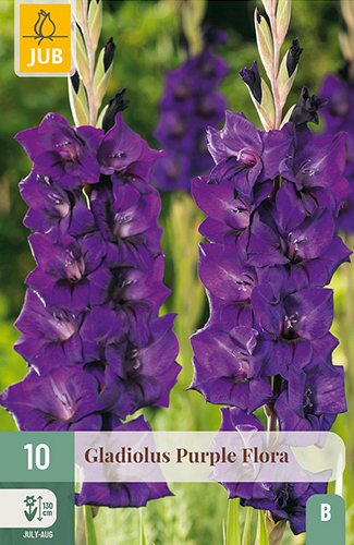 X 10 GLADIOLUS PURPLE FLORA