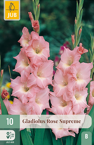 X 10 GLADIOLUS ROSE SUPREME