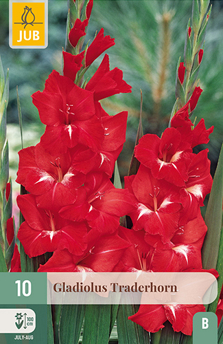 X 10 GLADIOLUS TRADERHORN