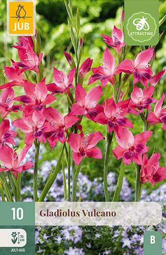 X 10 GLADIOLUS VULCANO