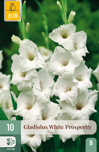 X 10 GLADIOLUS WHITE PROSPERITY