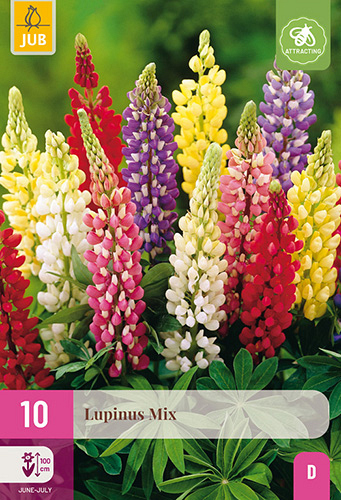 X 10 LUPINUS MIX