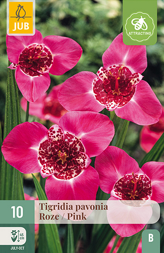 X 10 TIGRIDIA PAVONIA ROZE