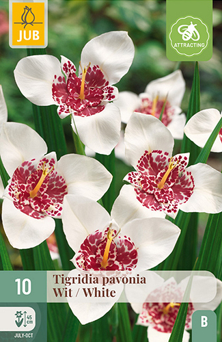 X 10 TIGRIDIA PAVONIA WIT