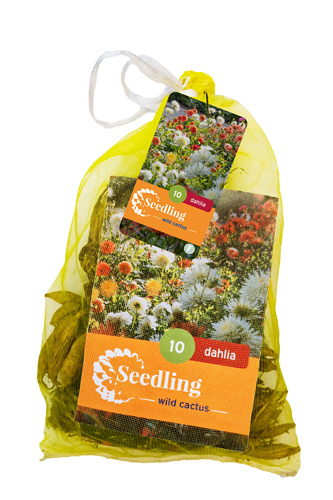 X 10 ZAAD DAHLIA CACTUS MIX