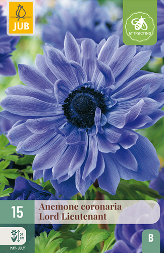X 15 ANEMONE CORONARIA LORD LIEUTENANT VJ