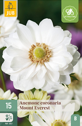 X 15 ANEMONE CORONARIA MOUNT EVEREST VJ
