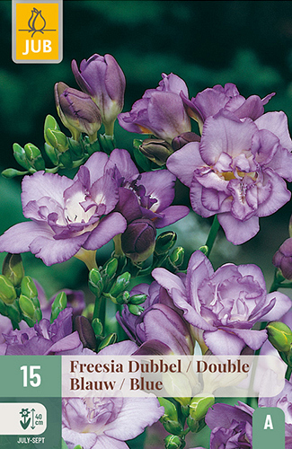 X 15 FREESIA DUBBEL BLAUW