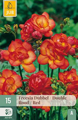 X 15 FREESIA DUBBEL ROOD