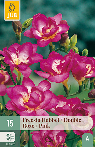 X 15 FREESIA DUBBEL ROZE